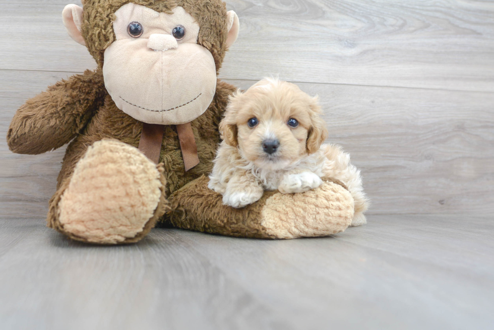 Sweet Maltipoo Baby