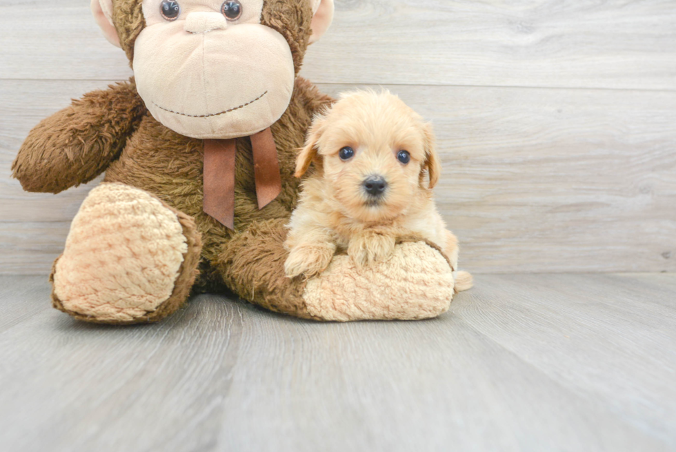 Happy Maltipoo Baby