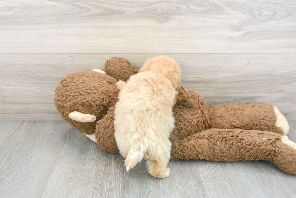 Fluffy Maltipoo Poodle Mix Pup