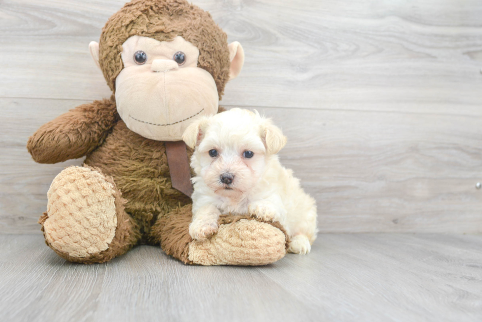 Best Maltipoo Baby