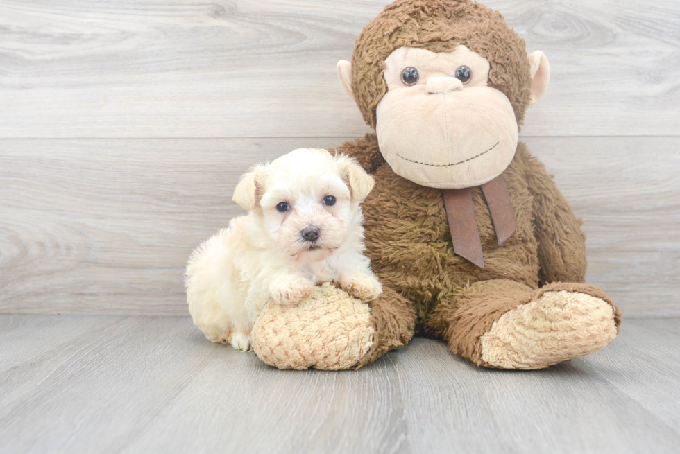 Best Maltipoo Baby