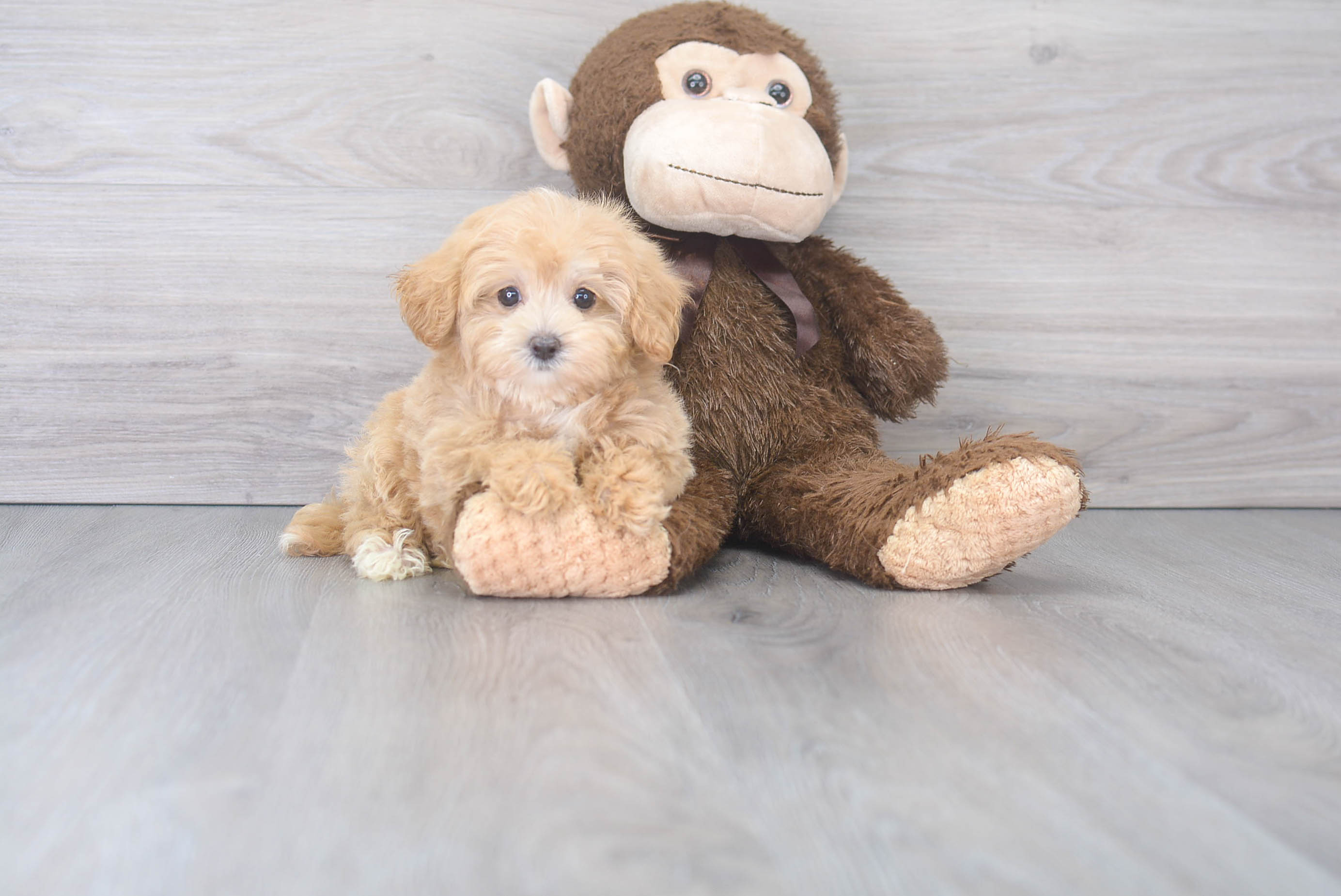 Best Maltipoo Baby