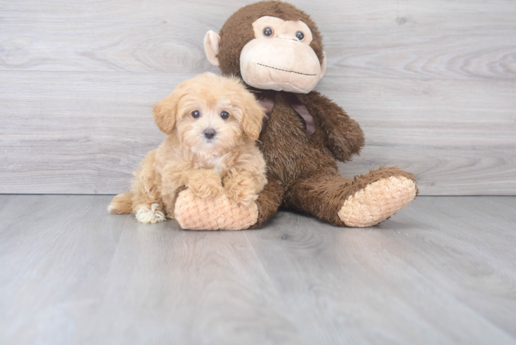 Best Maltipoo Baby