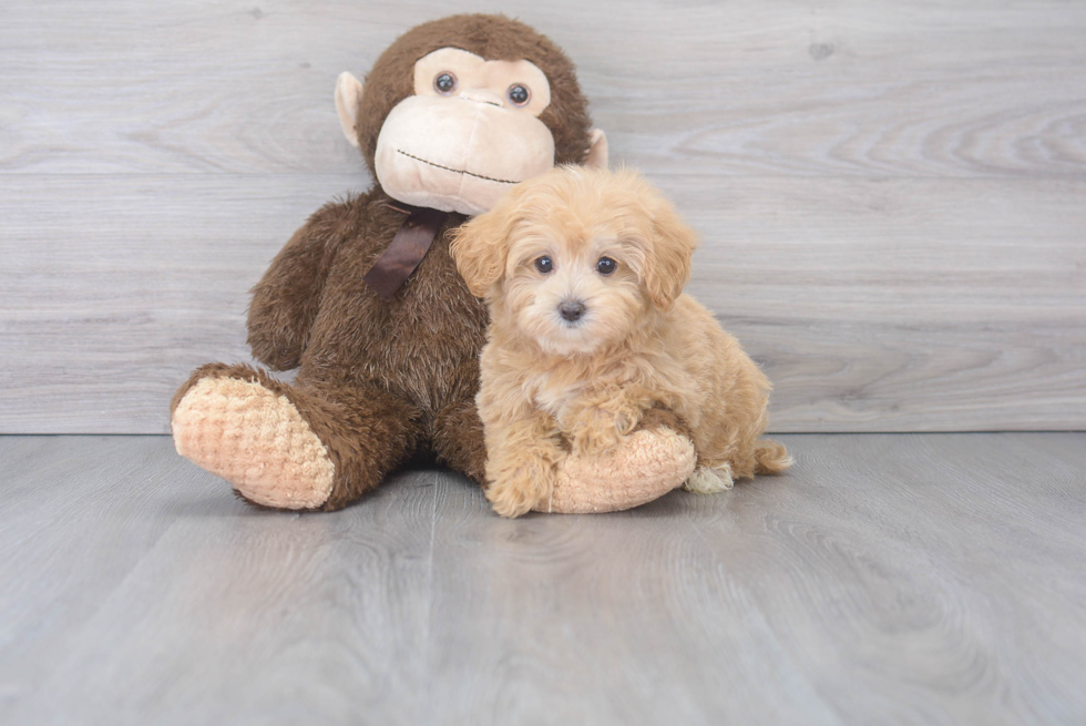 Maltipoo Puppy for Adoption