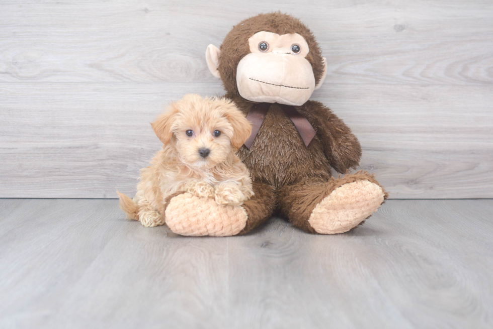 Fluffy Maltipoo Poodle Mix Pup