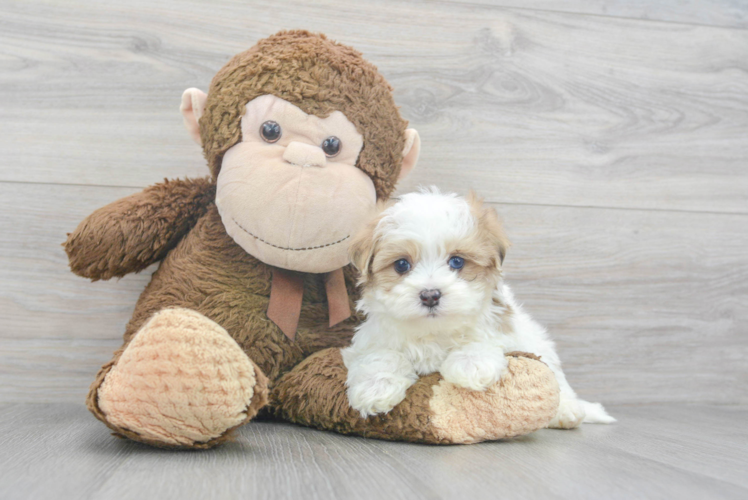 Funny Maltipoo Poodle Mix Pup