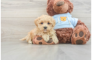 Small Maltipoo Baby