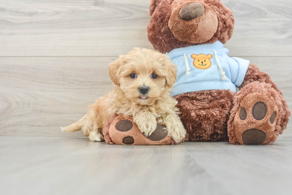 Small Maltipoo Baby