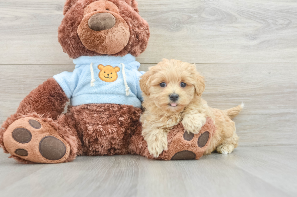 Maltipoo Pup Being Cute