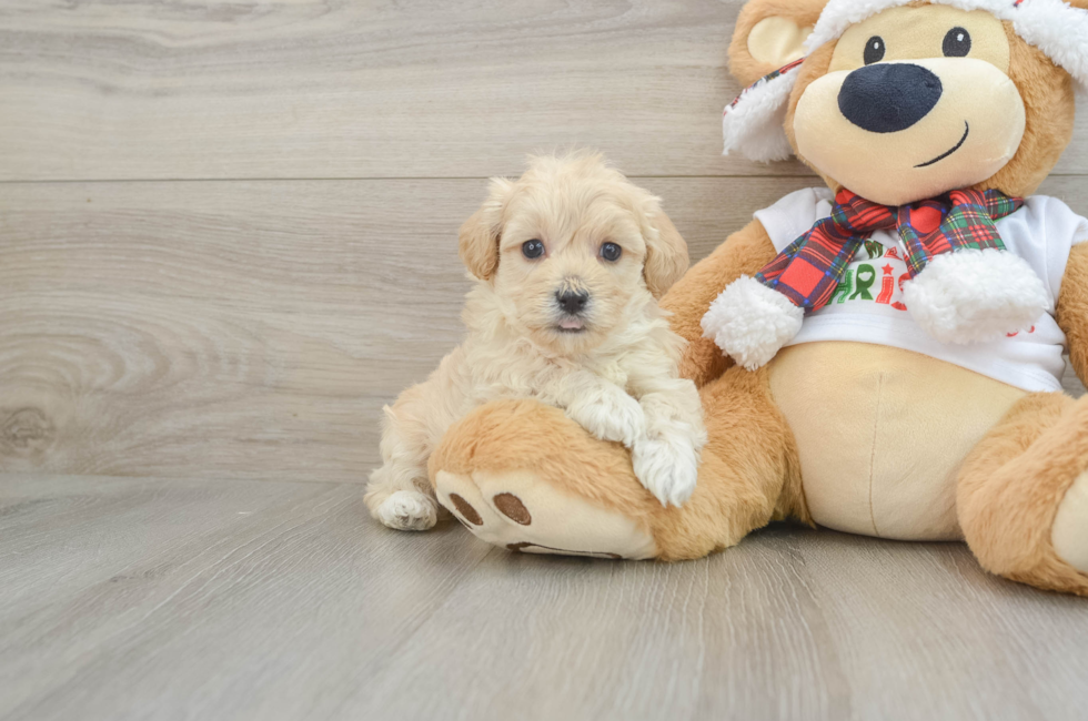 6 week old Maltipoo Puppy For Sale - Premier Pups