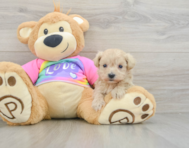 8 week old Maltipoo Puppy For Sale - Premier Pups