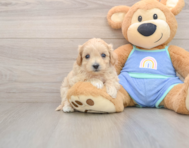 8 week old Maltipoo Puppy For Sale - Premier Pups