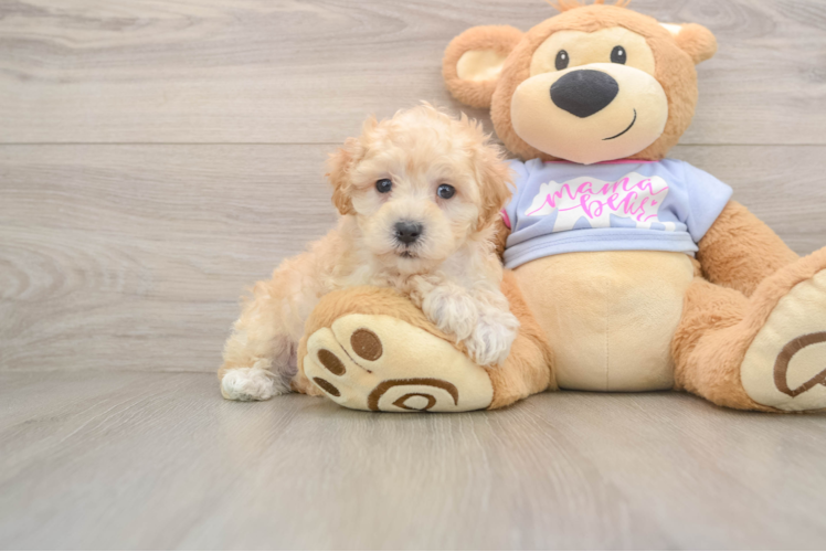 Smart Maltipoo Poodle Mix Pup