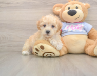 8 week old Maltipoo Puppy For Sale - Premier Pups