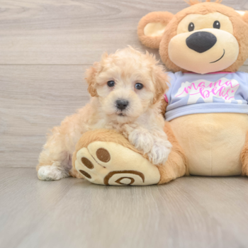 Smart Maltipoo Poodle Mix Pup