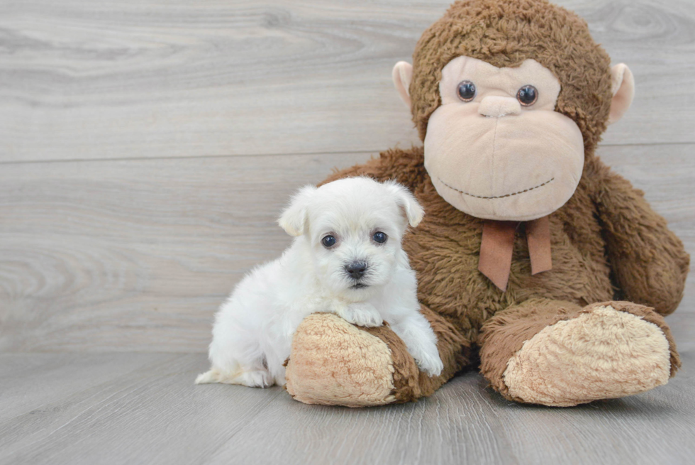 Best Maltipoo Baby