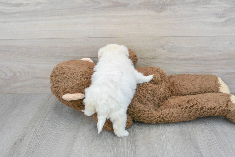 Small Maltipoo Baby