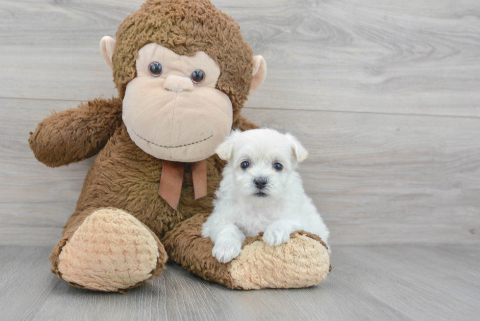Maltipoo Puppy for Adoption