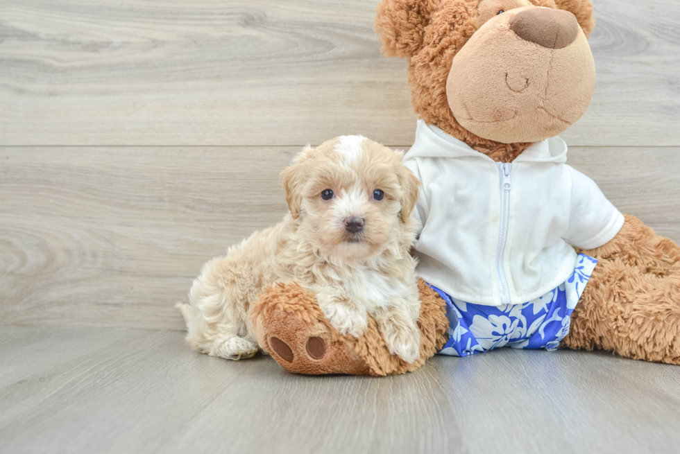 Best Maltipoo Baby