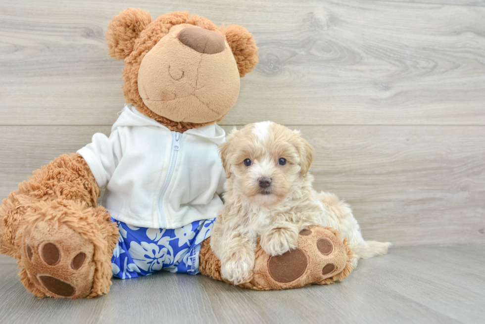 Energetic Maltese Poodle Poodle Mix Puppy