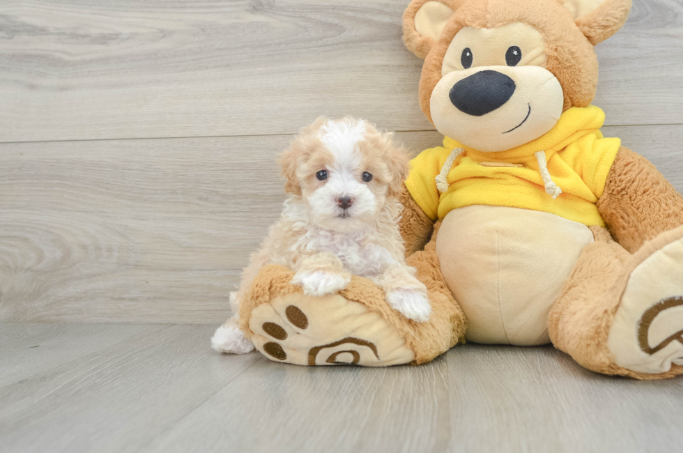 6 week old Maltipoo Puppy For Sale - Premier Pups