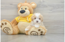 Maltipoo Puppy for Adoption