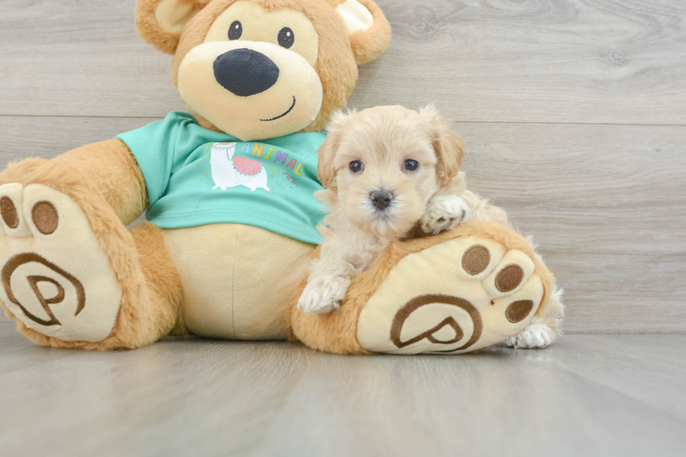 Maltipoo Puppy for Adoption