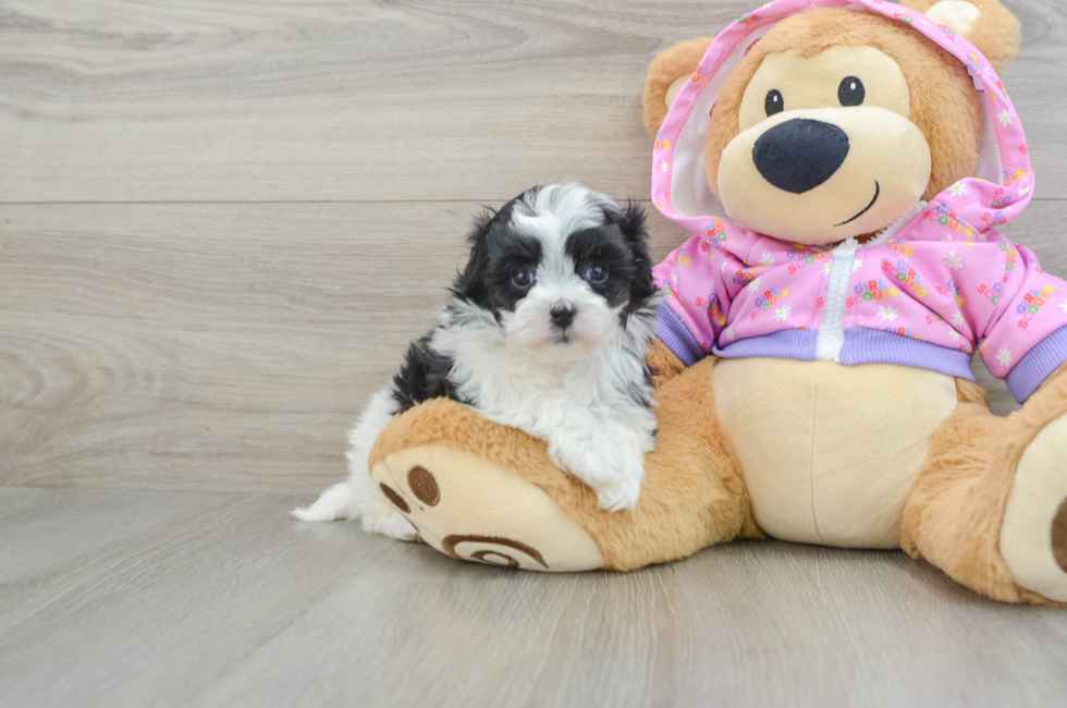 5 week old Maltipoo Puppy For Sale - Premier Pups