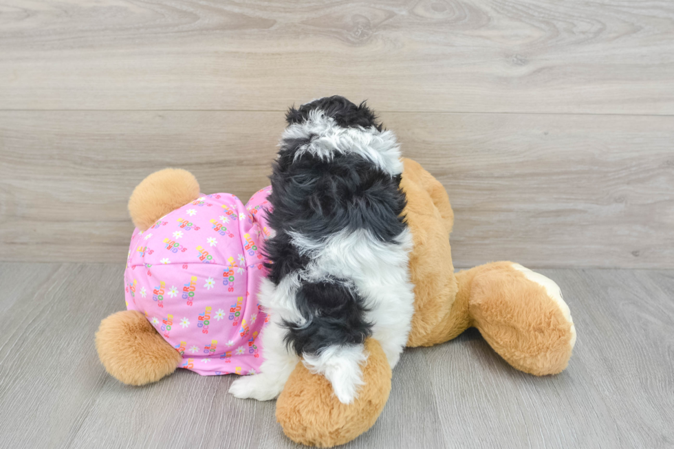 Friendly Maltipoo Baby