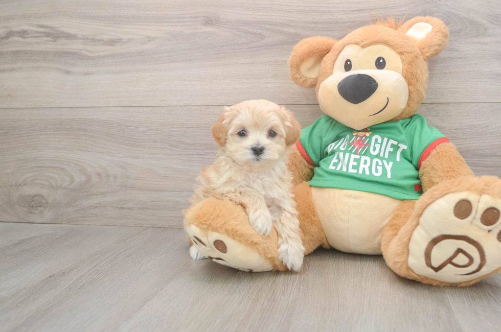 5 week old Maltipoo Puppy For Sale - Premier Pups