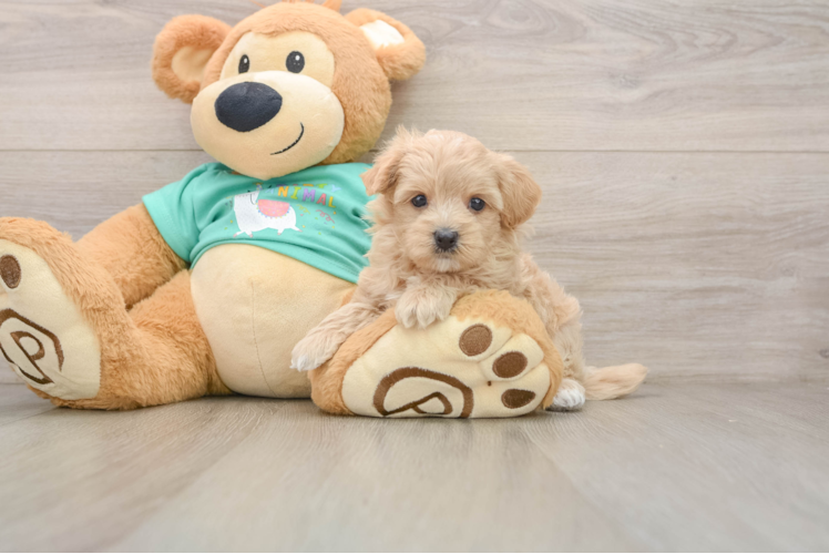 Maltipoo Puppy for Adoption