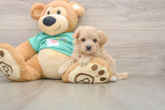 Maltipoo Puppy for Adoption