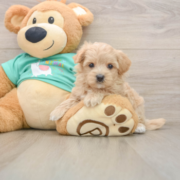 Maltipoo Puppy for Adoption