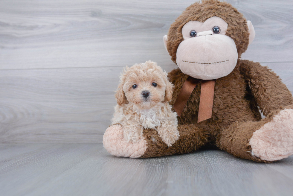 Smart Maltipoo Poodle Mix Pup