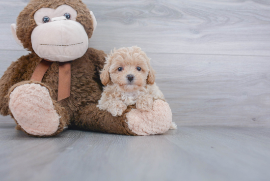 Maltipoo Pup Being Cute