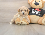 8 week old Maltipoo Puppy For Sale - Premier Pups
