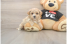 Sweet Maltipoo Baby
