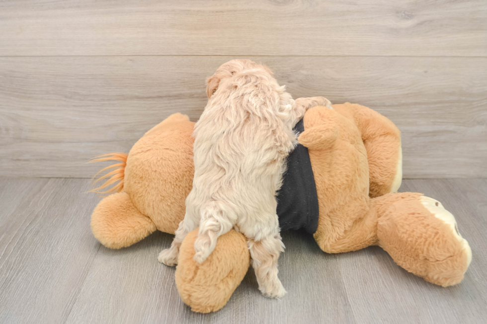 Smart Maltipoo Poodle Mix Pup