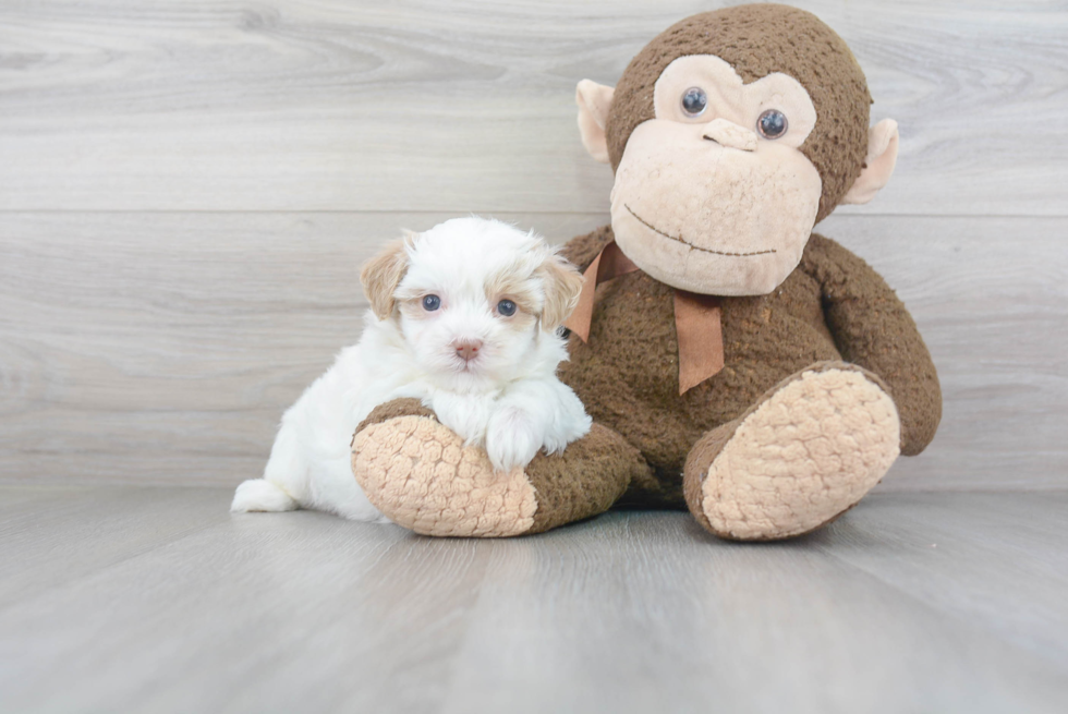 Maltipoo Pup Being Cute