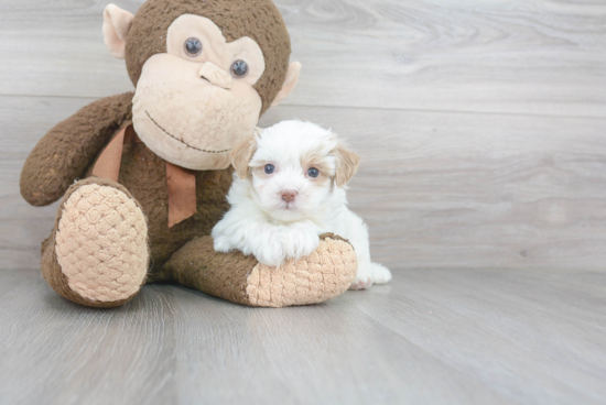 Playful Maltepoo Poodle Mix Puppy