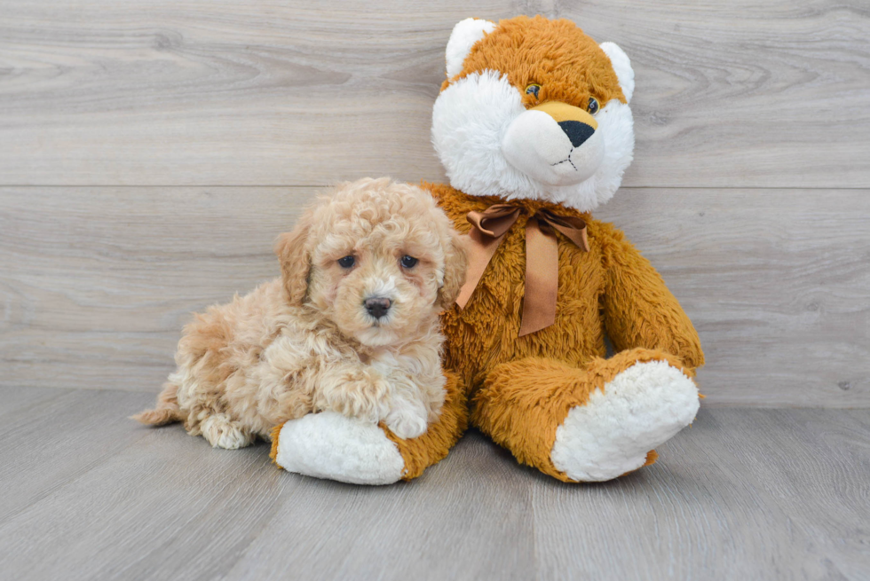 Hypoallergenic Maltese Poodle Poodle Mix Puppy