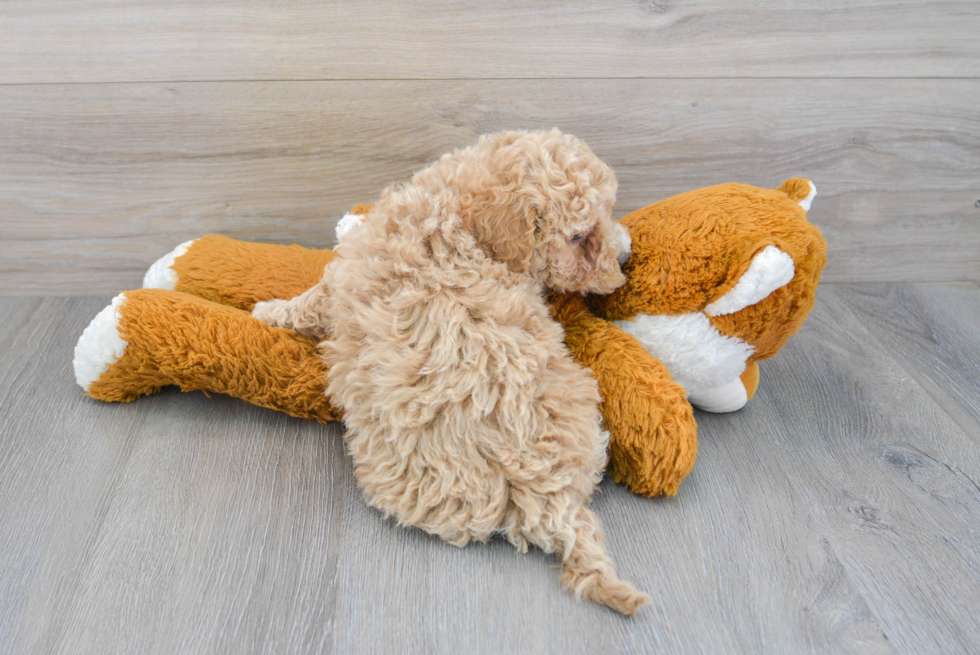 Popular Maltipoo Poodle Mix Pup