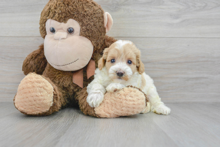 Small Maltipoo Baby