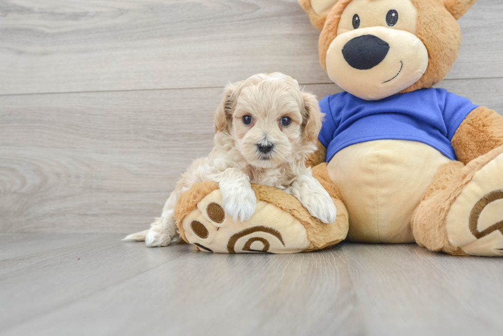 Sweet Maltipoo Baby