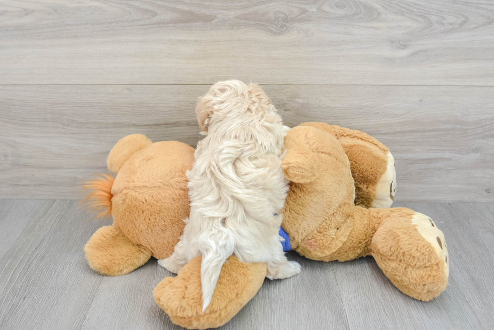 Little Maltese Poodle Poodle Mix Puppy