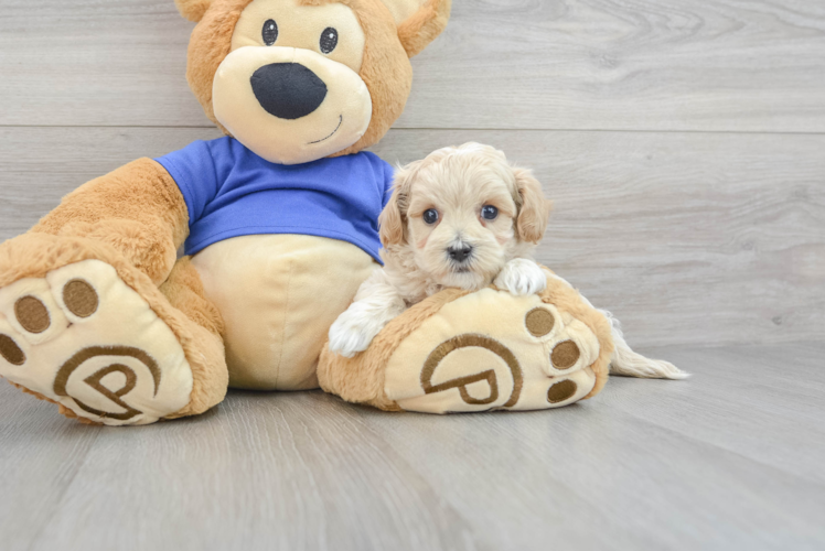 Maltipoo Puppy for Adoption