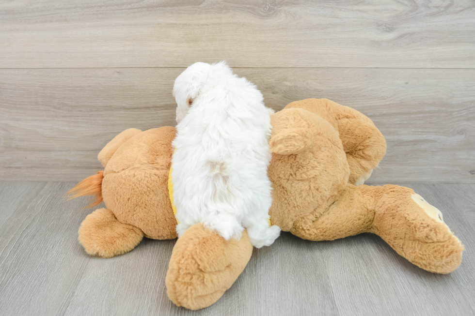 Maltipoo Puppy for Adoption