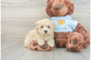 Hypoallergenic Maltepoo Poodle Mix Puppy