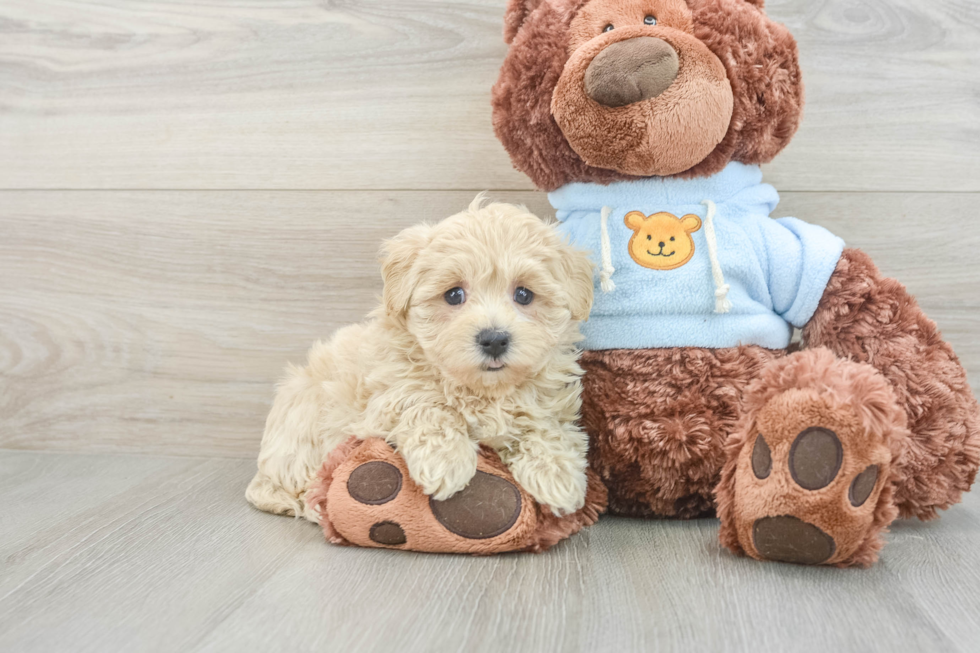 Hypoallergenic Maltepoo Poodle Mix Puppy