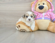 8 week old Maltipoo Puppy For Sale - Premier Pups